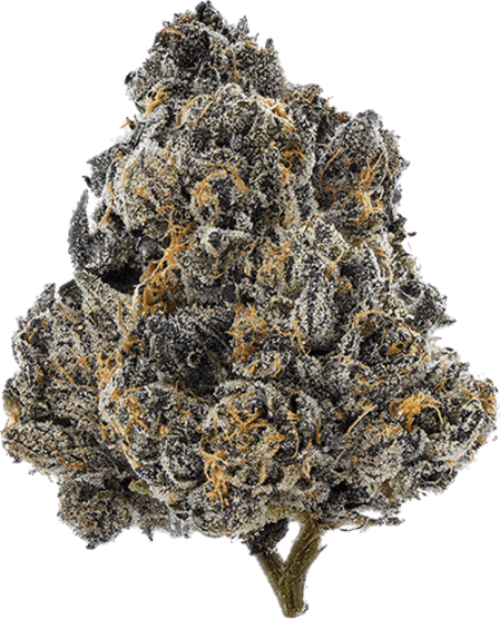 Glto33