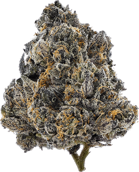 Glto33 image 1
